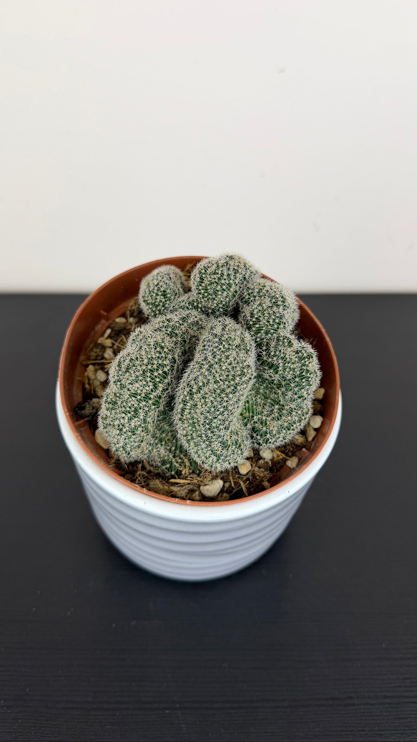 Cactus 5