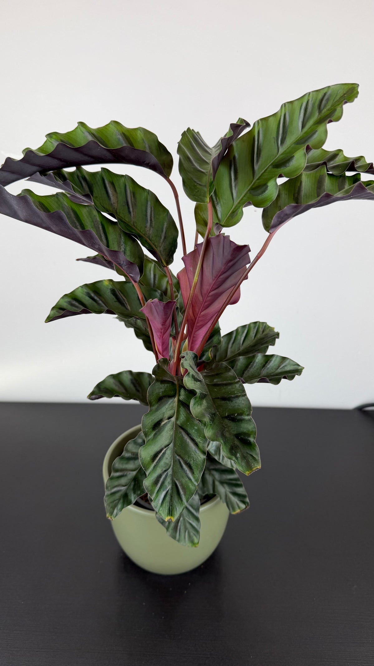 Calathea Velvet Glory