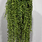 Senecio Rowleyanus