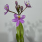 Orhideja Epidendrum 6