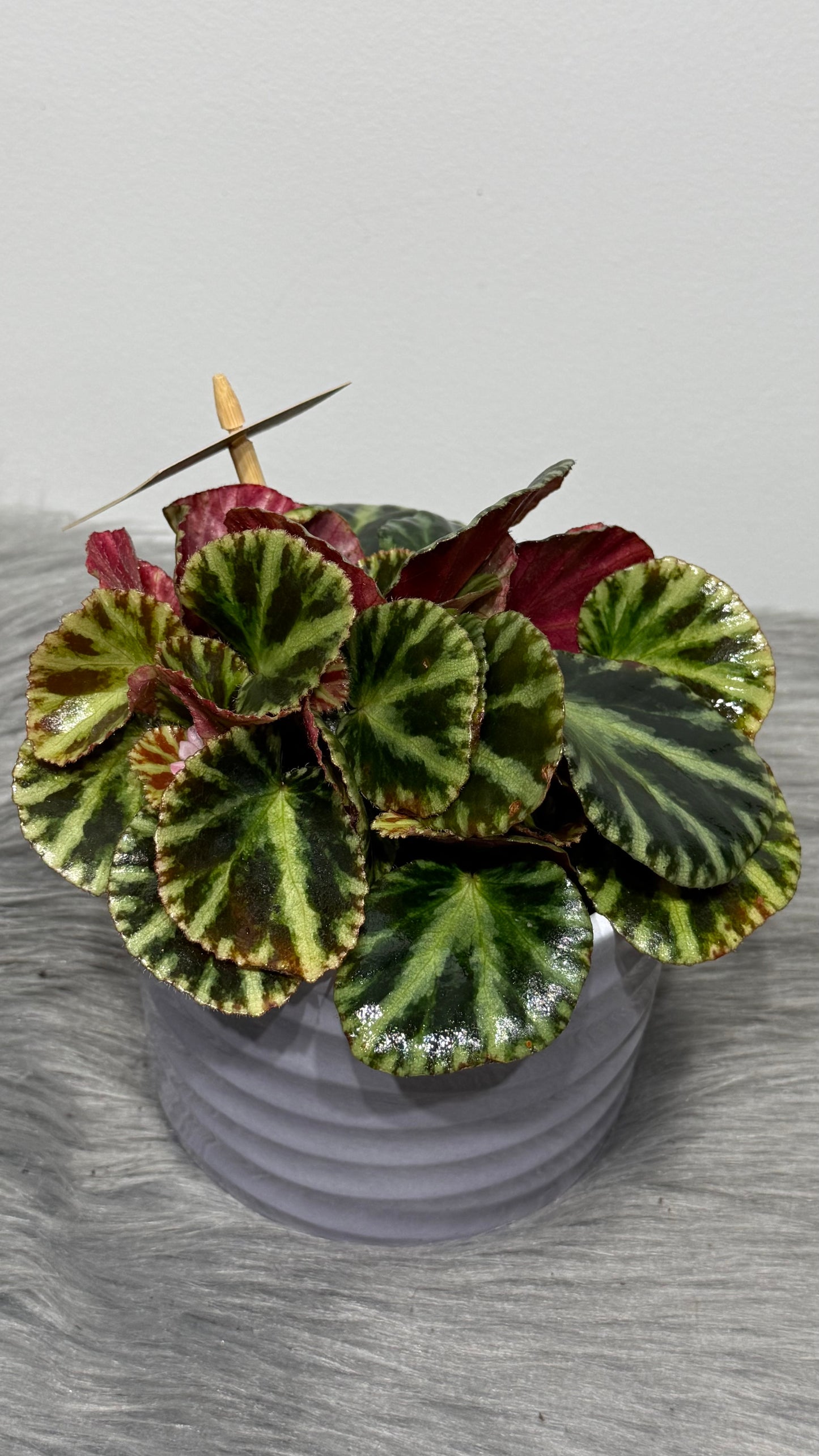 Begonia Gironella