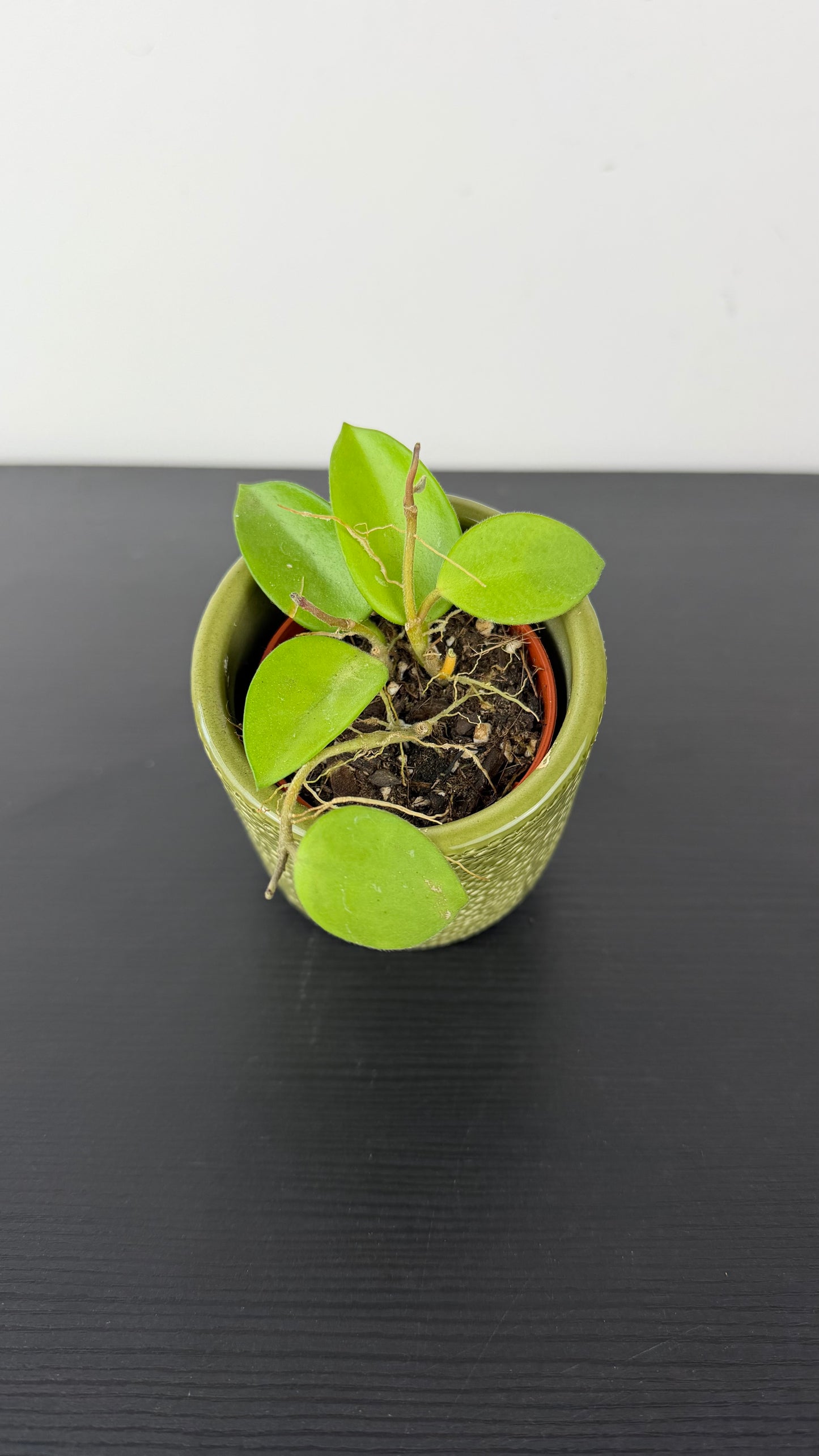 Hoya Mix