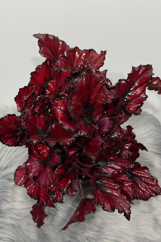 Begonia Beleaf 5