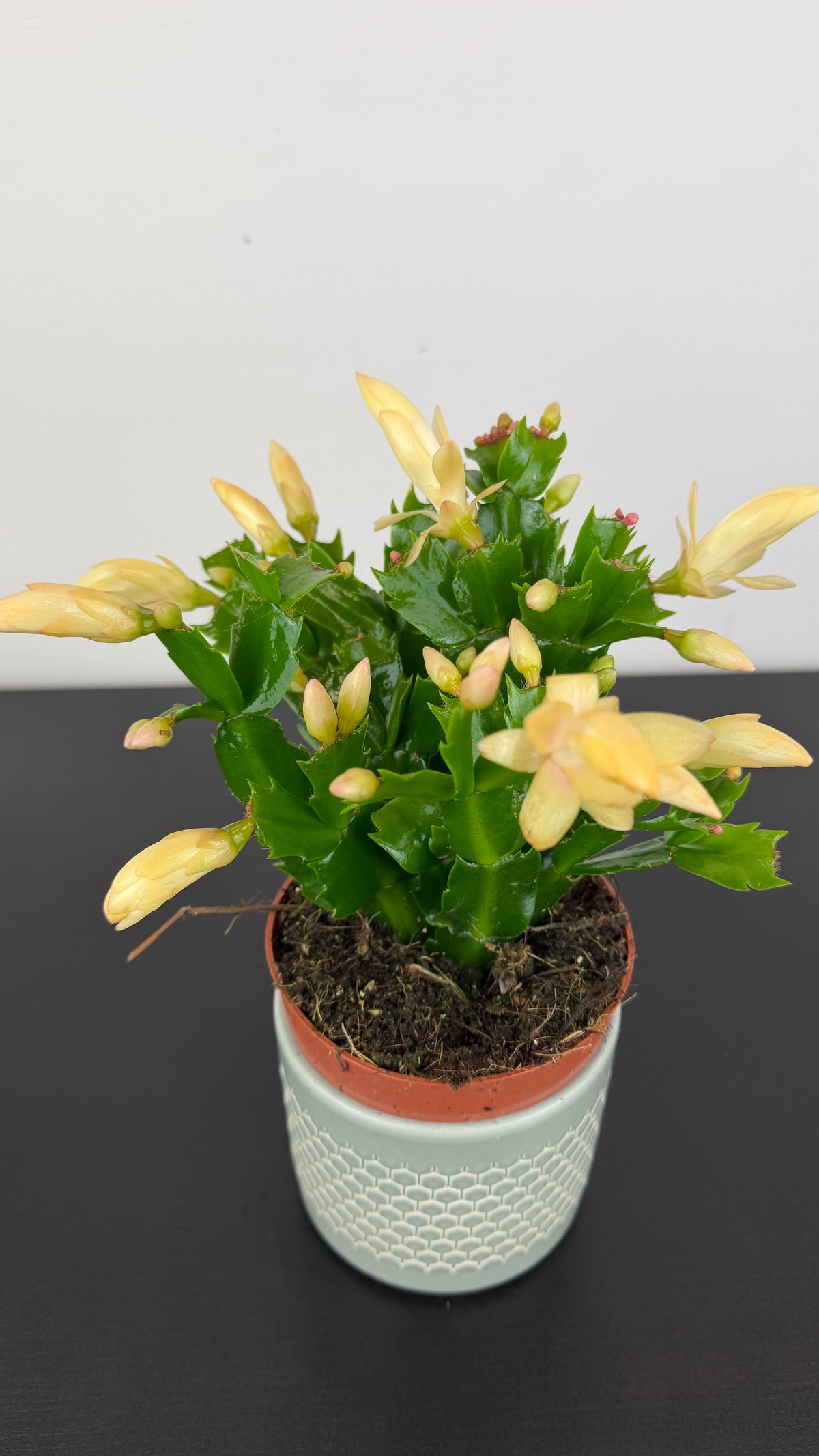 Schlumbergera Yellow