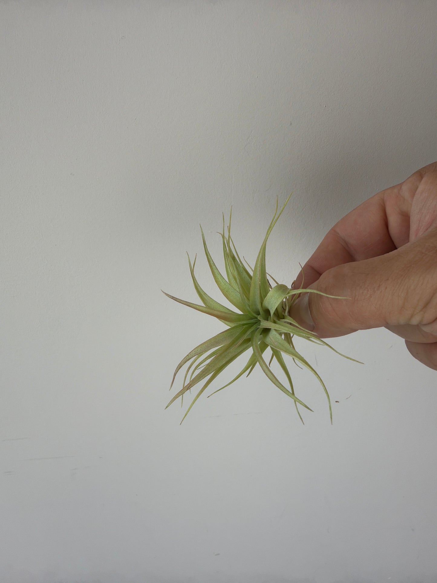 Tillandsia Air plant 18