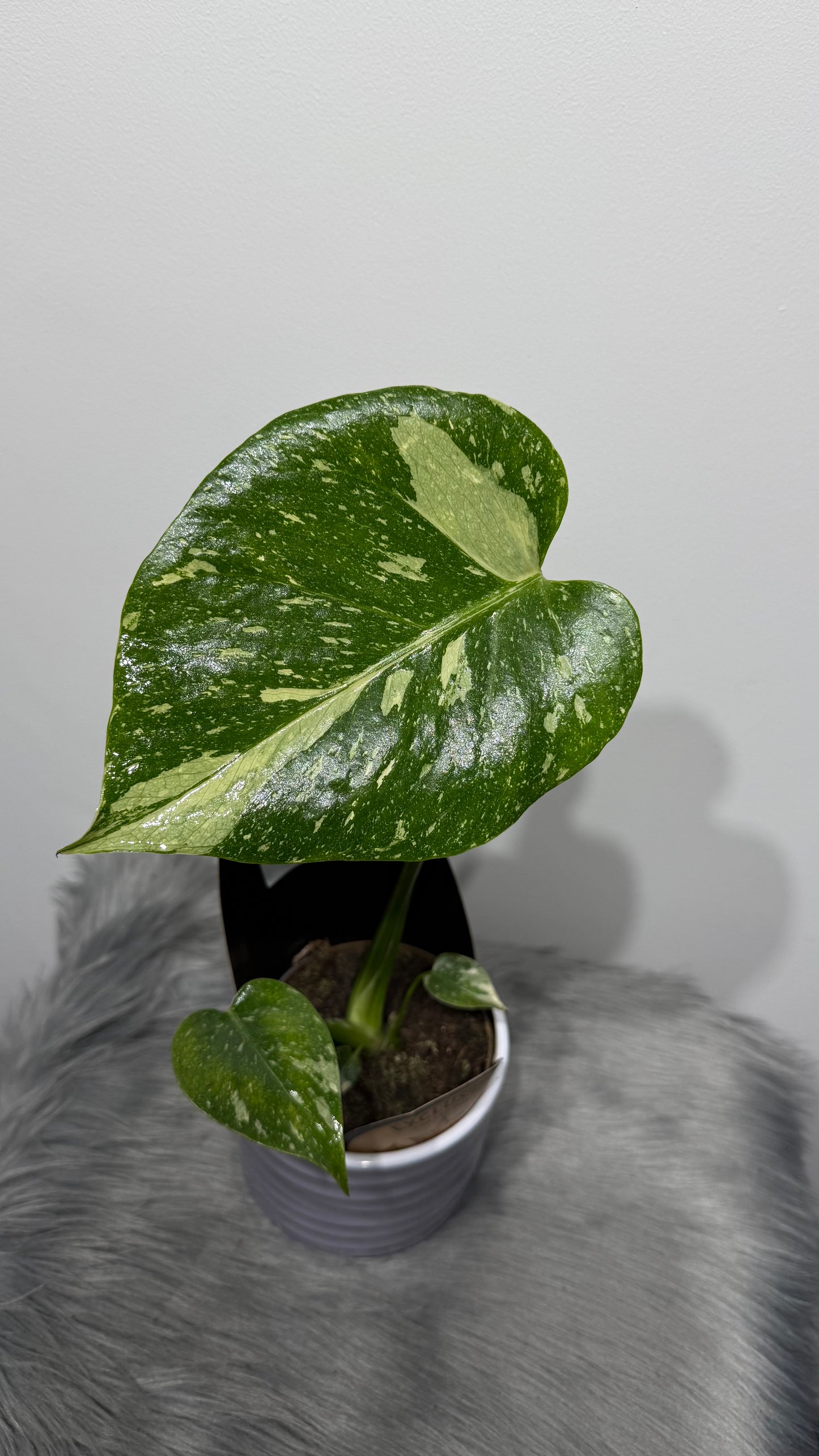 Monstera Thai Constellation