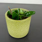 Hoya Compacta