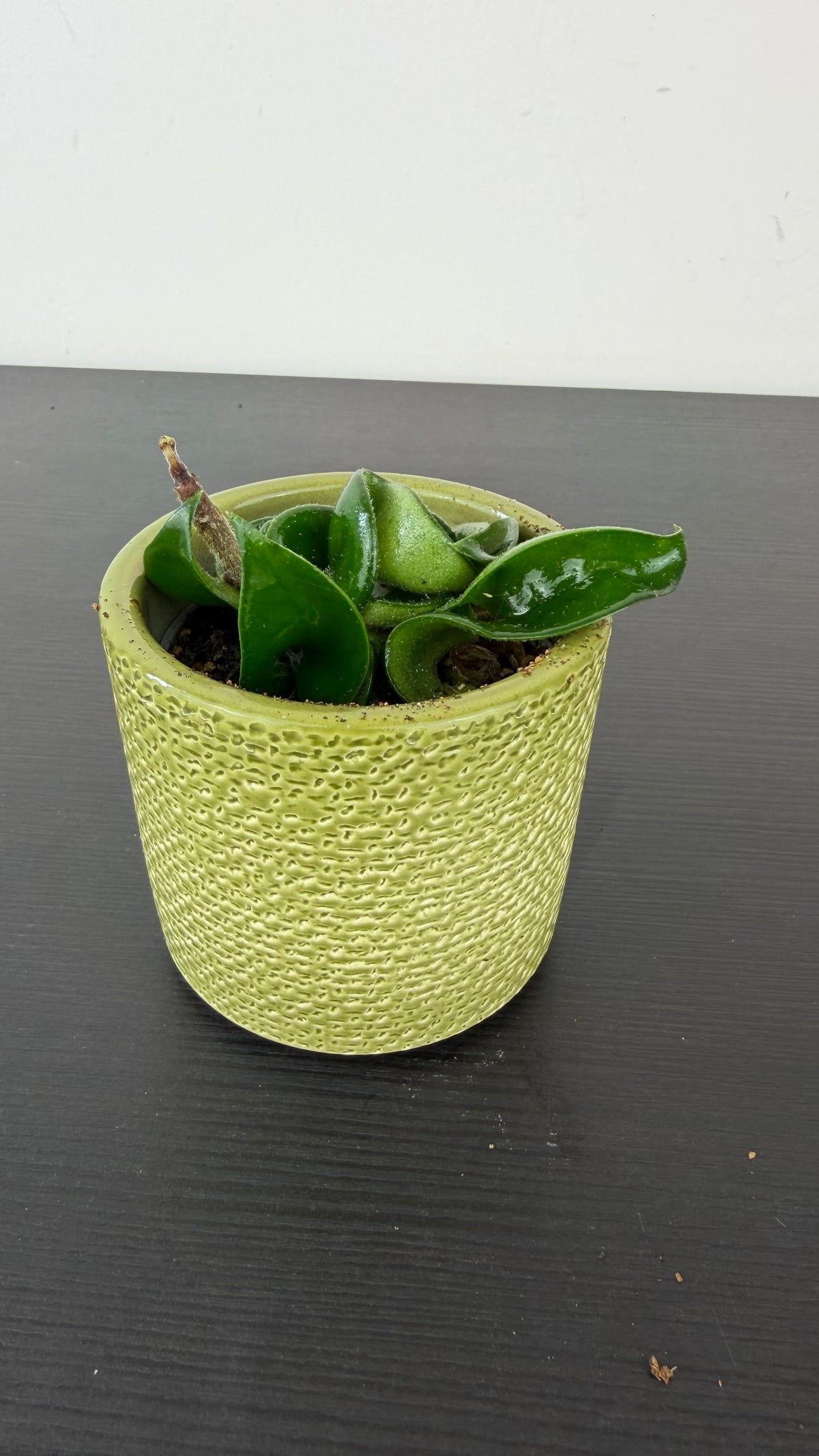 Hoya Compacta