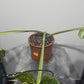 Monstera Thai Constellation 4