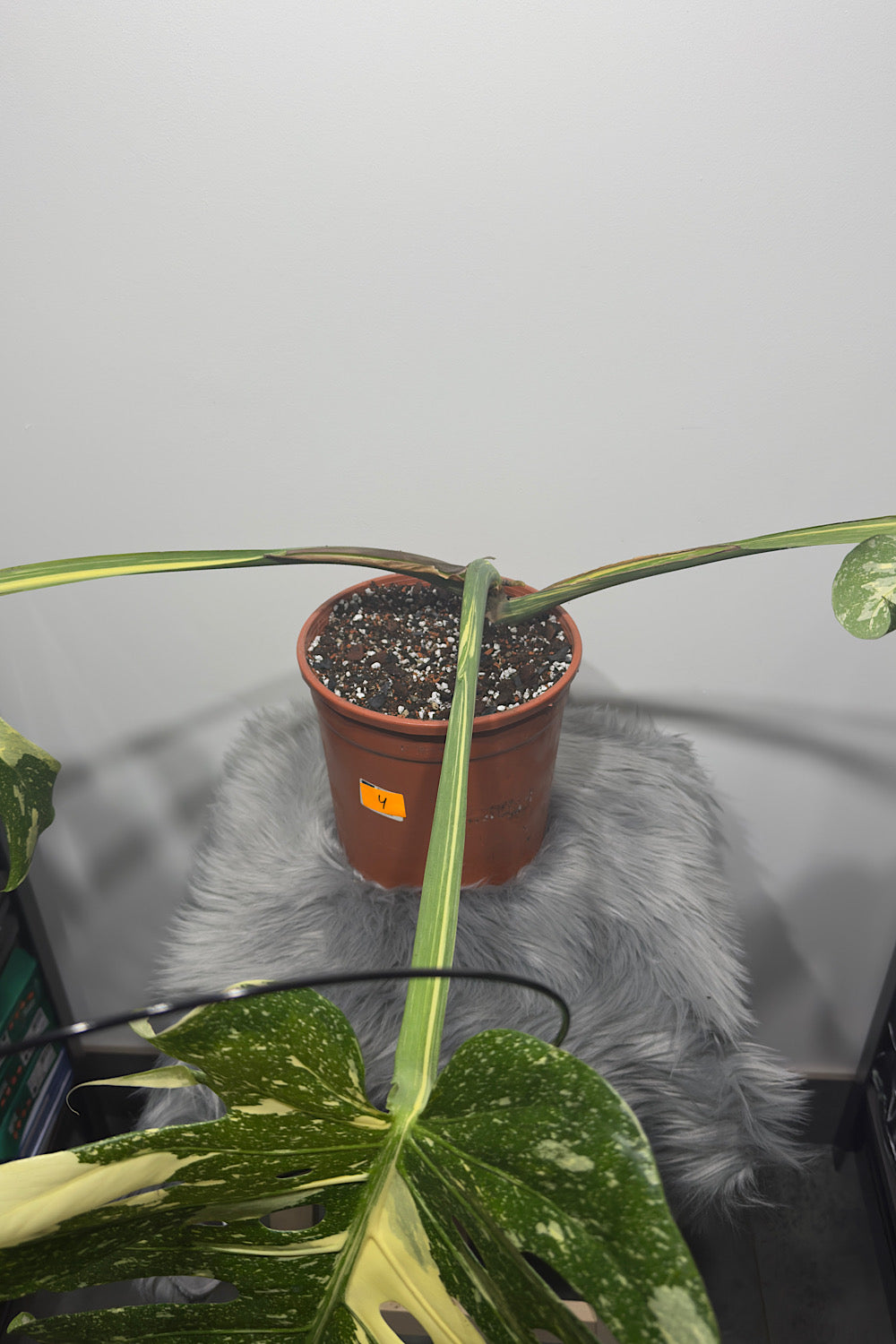 Monstera Thai Constellation 4