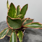 Peperomia Jellie