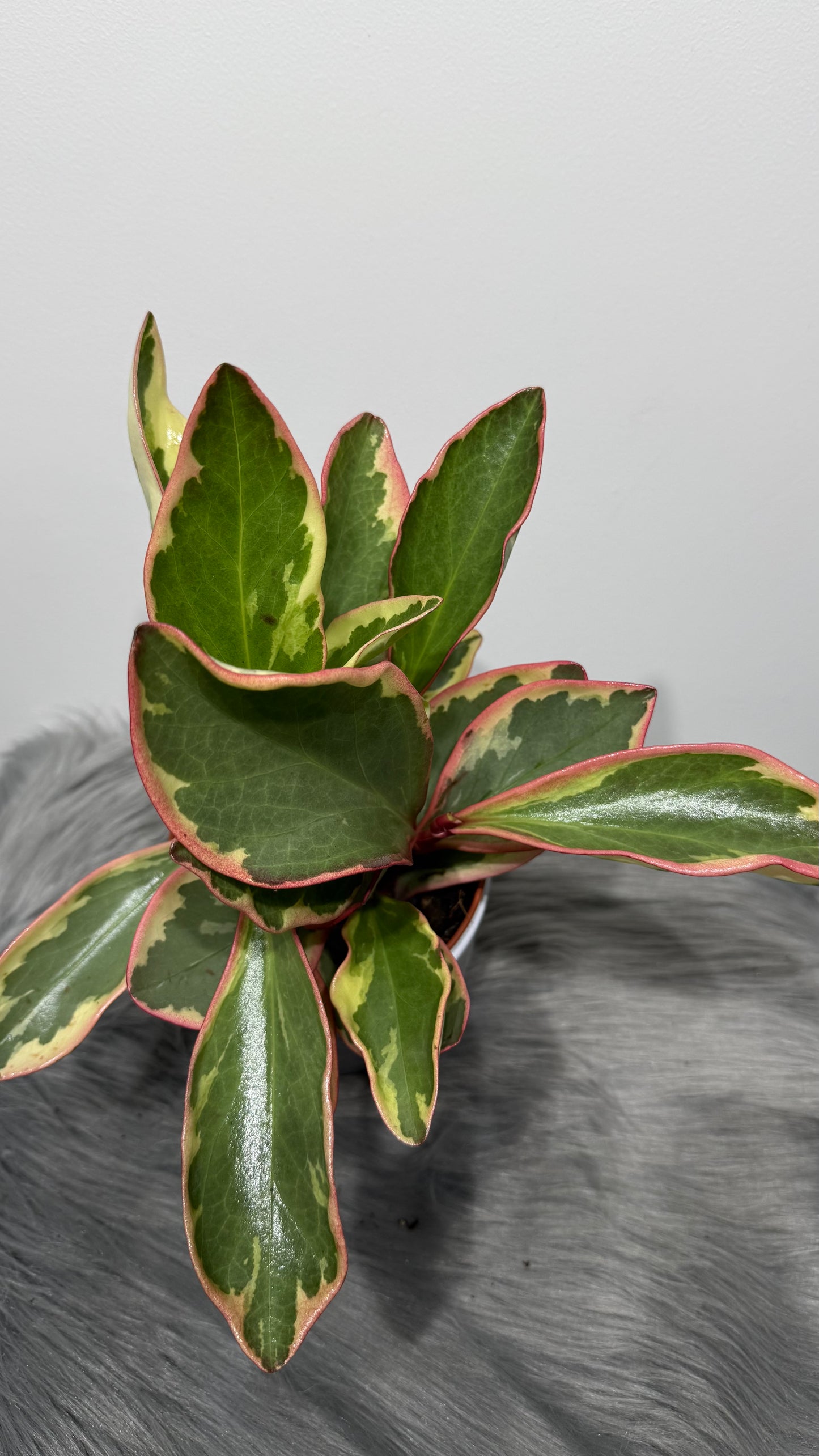 Peperomia Jellie