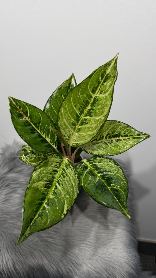 Aglaonema 4