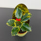 Ilex Aquifolium Variegated
