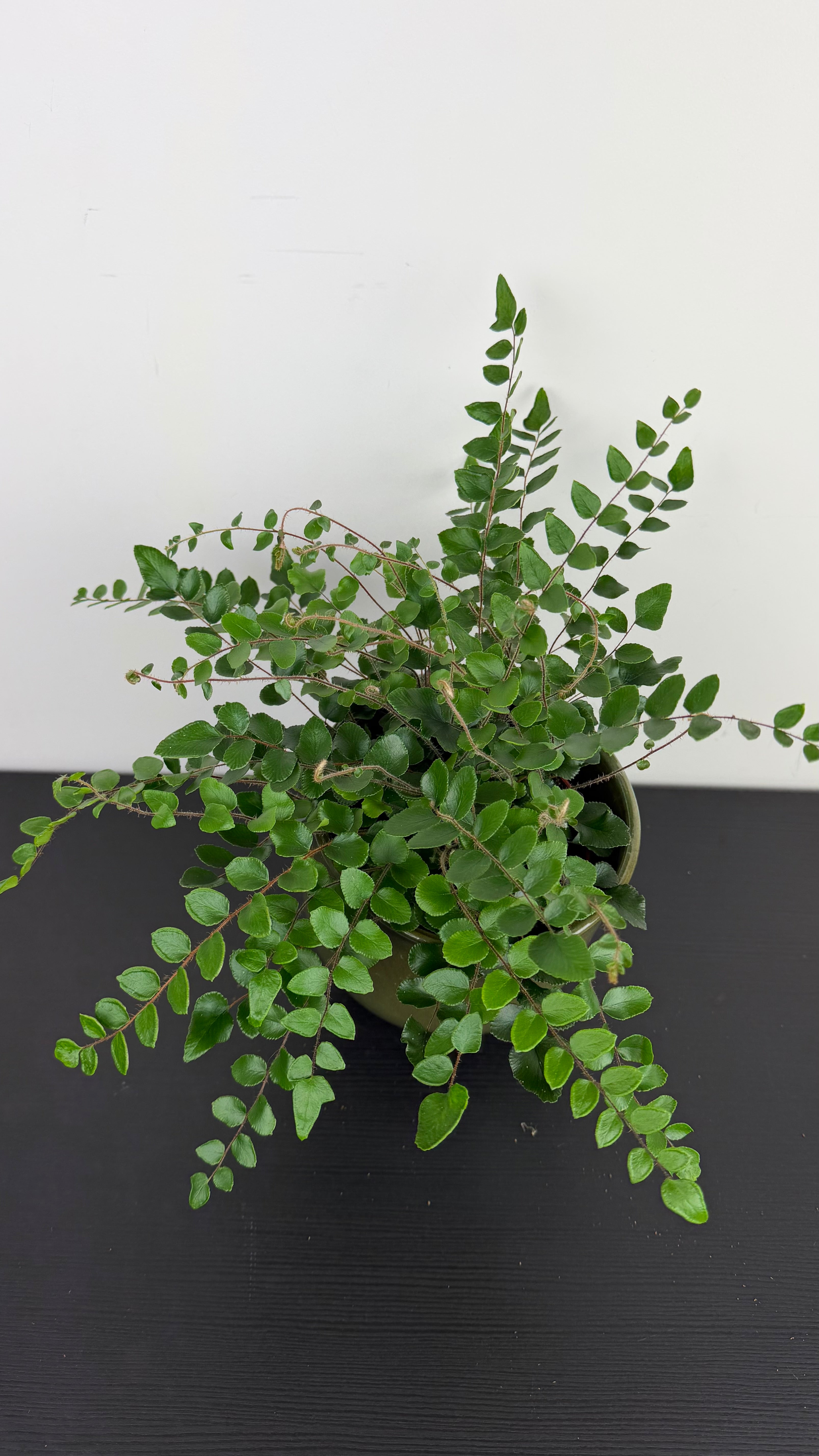 Pellaea Rotundifolia – www.augi-plants.lv