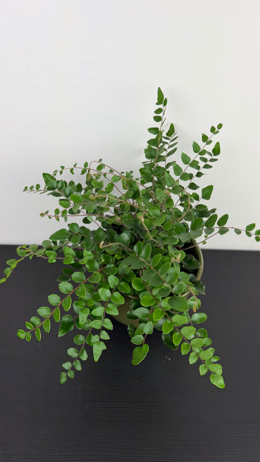 Pellaea Rotundifolia
