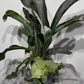 Platycerium Bifurcatum