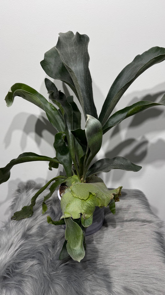 Platycerium Bifurcatum