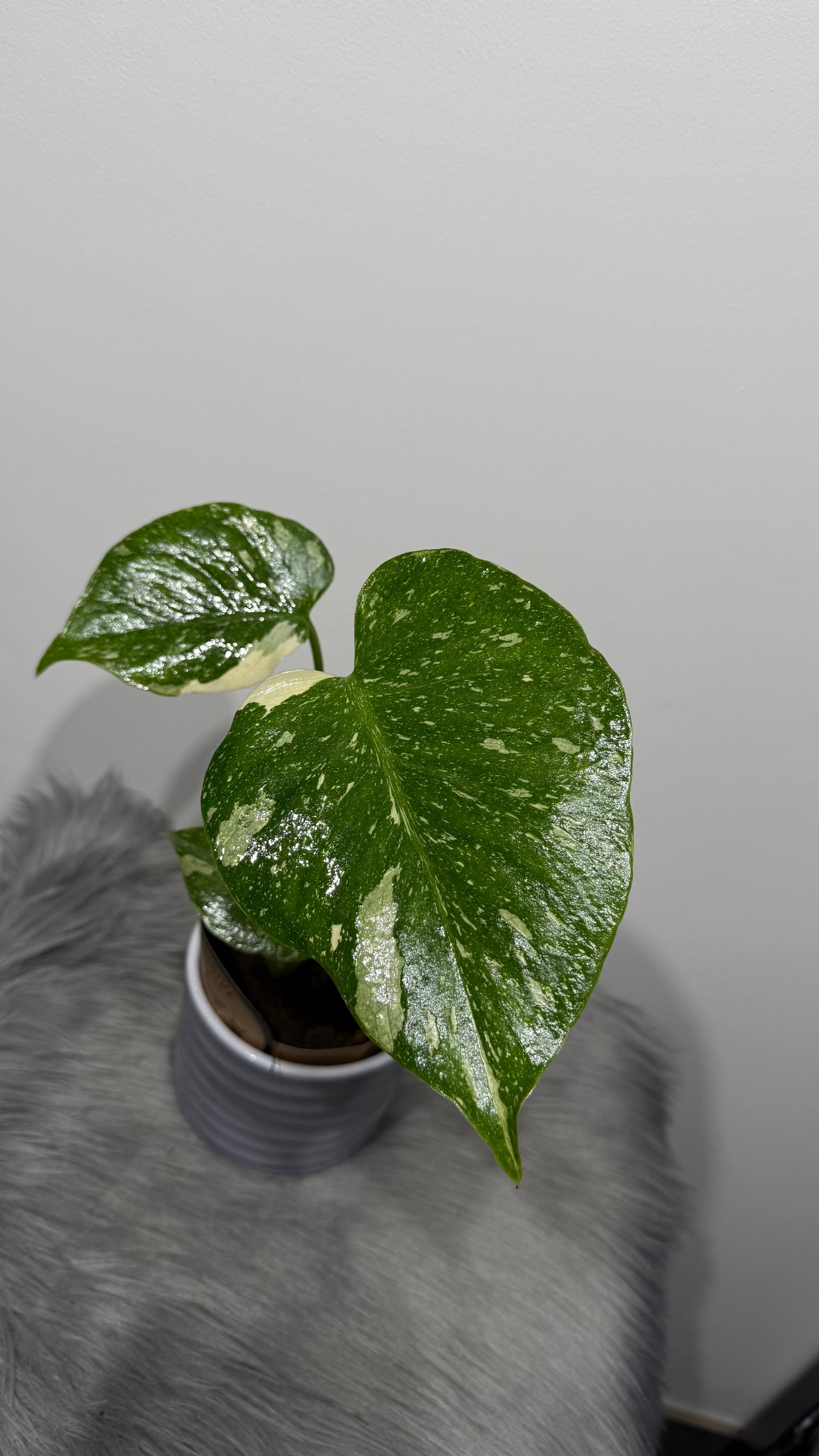 Monstera Thai Constellation