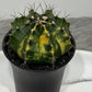 Gymnocalycium mihanovichii variegata