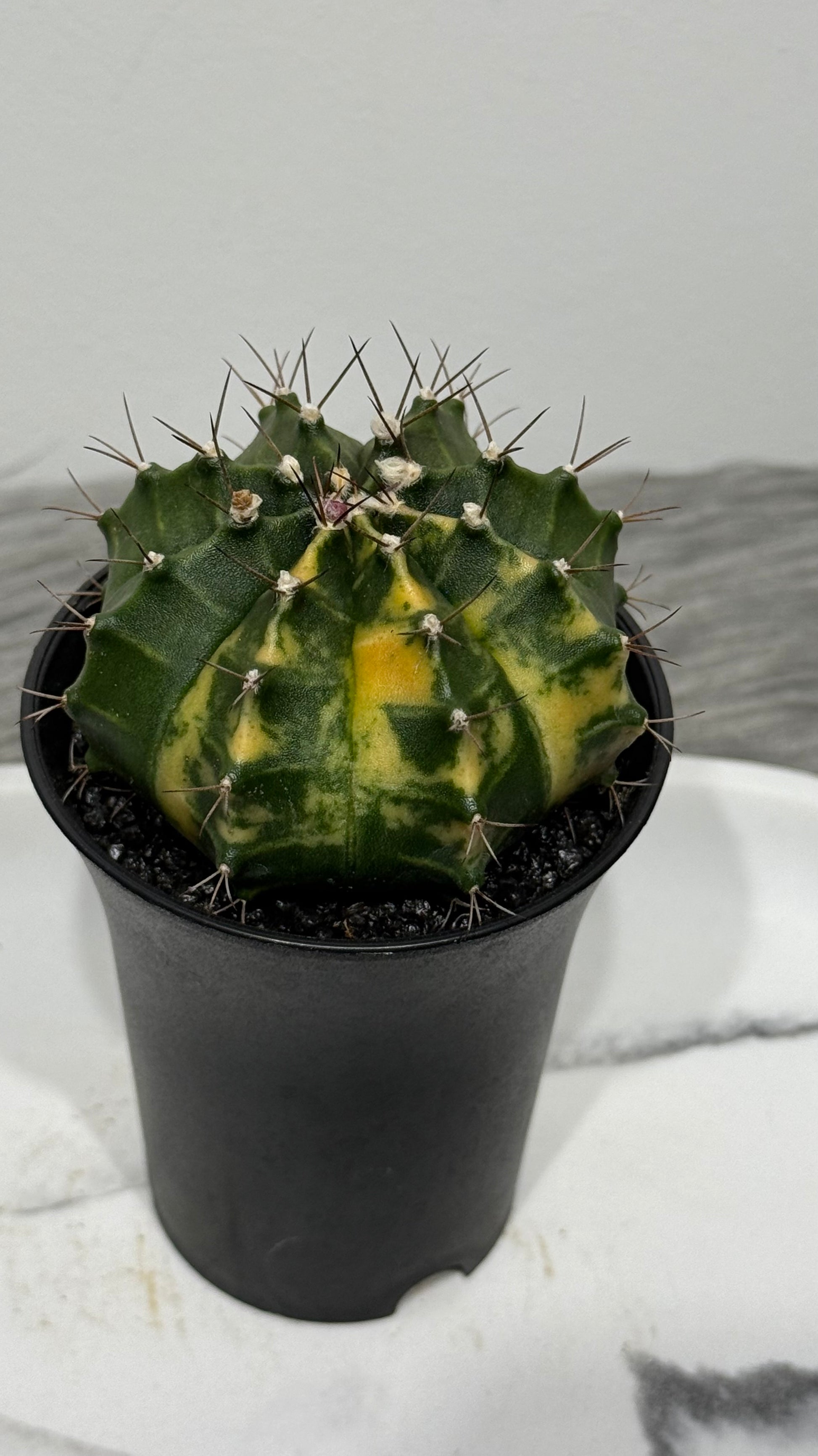 Gymnocalycium mihanovichii variegata – www.augi-plants.lv