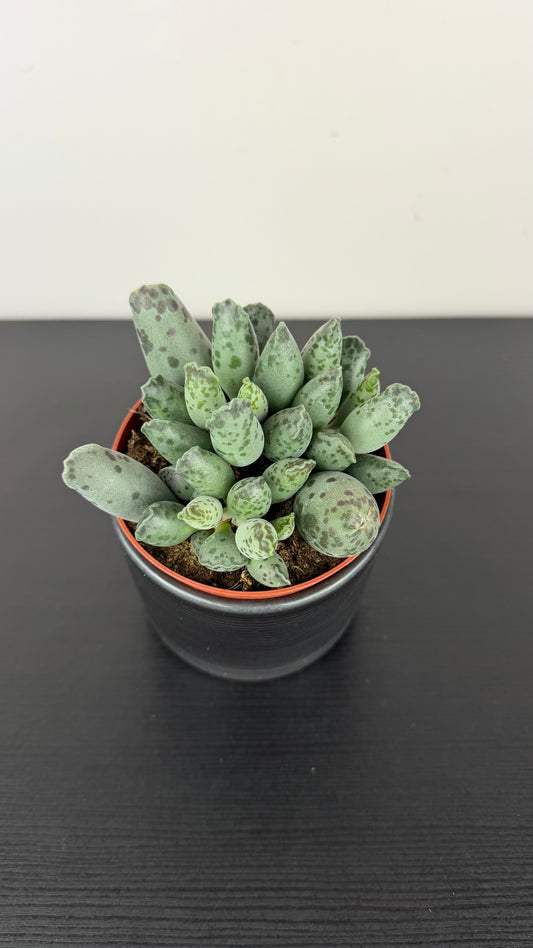 Adromischus 3