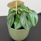 Peperomia Mythiq Elf Ears