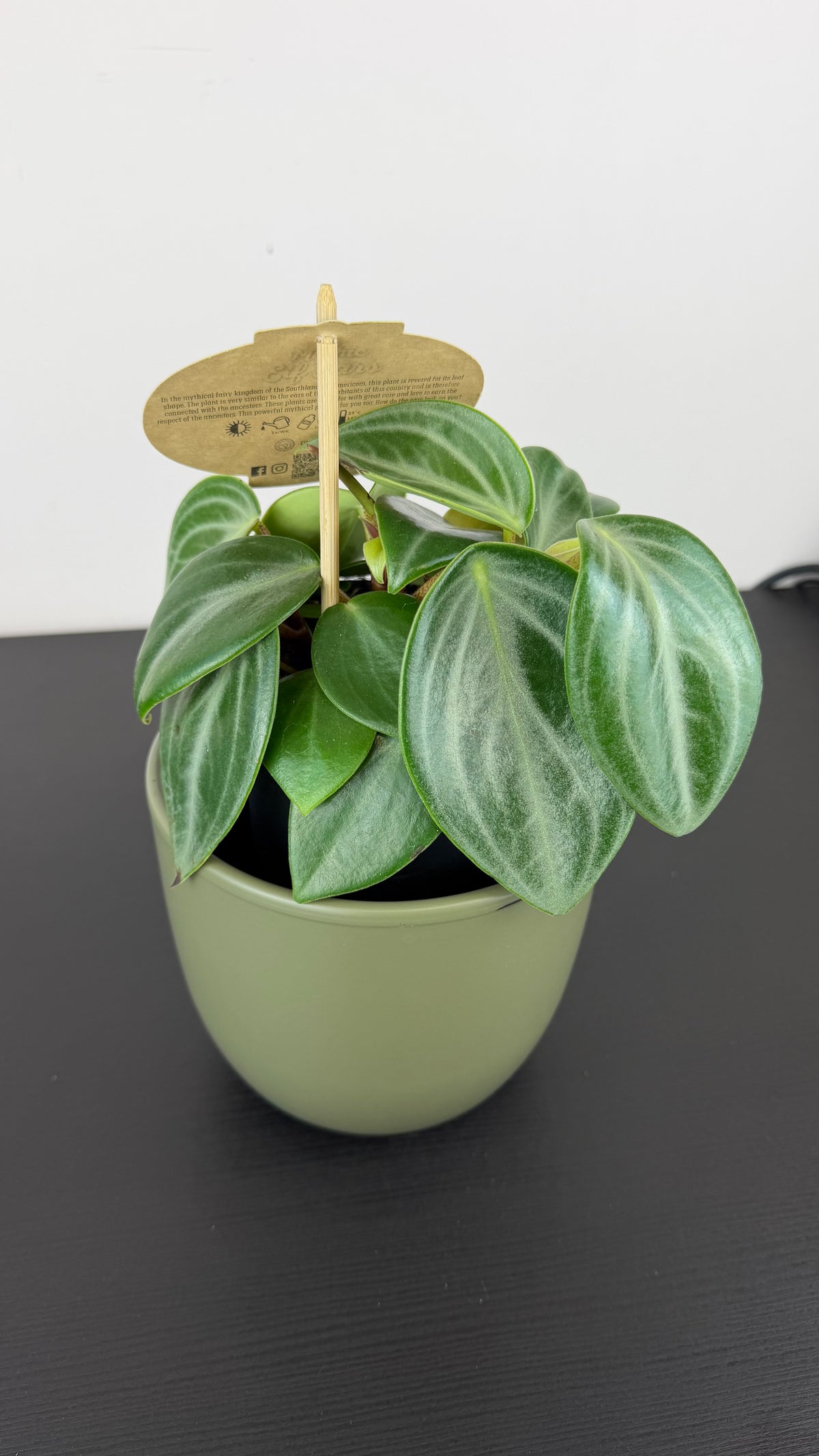 Peperomia Mythiq Elf Ears