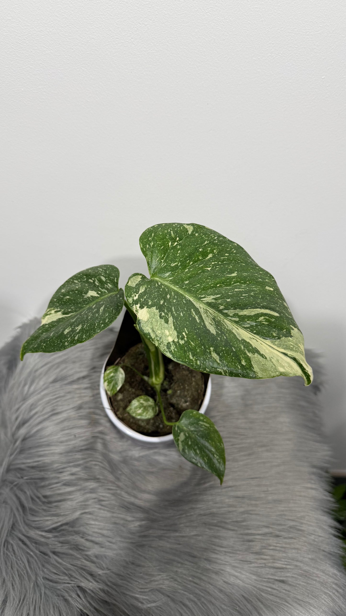 Monstera Thai Constellation