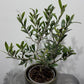 Olea Europaea