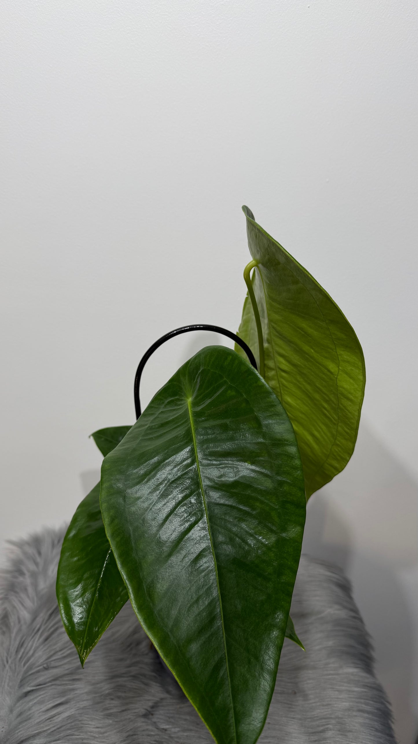 Anthurium peltigerum