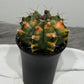Gymnocalycium mihanovichii variegata