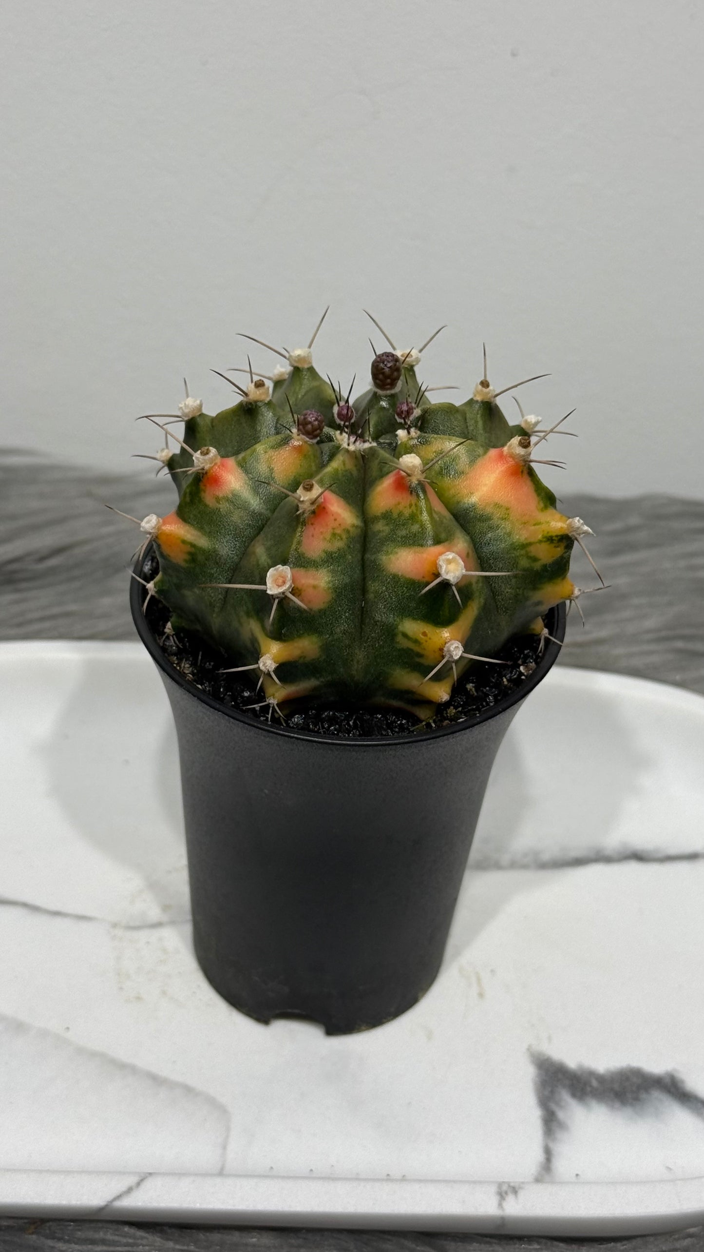 Gymnocalycium mihanovichii variegata
