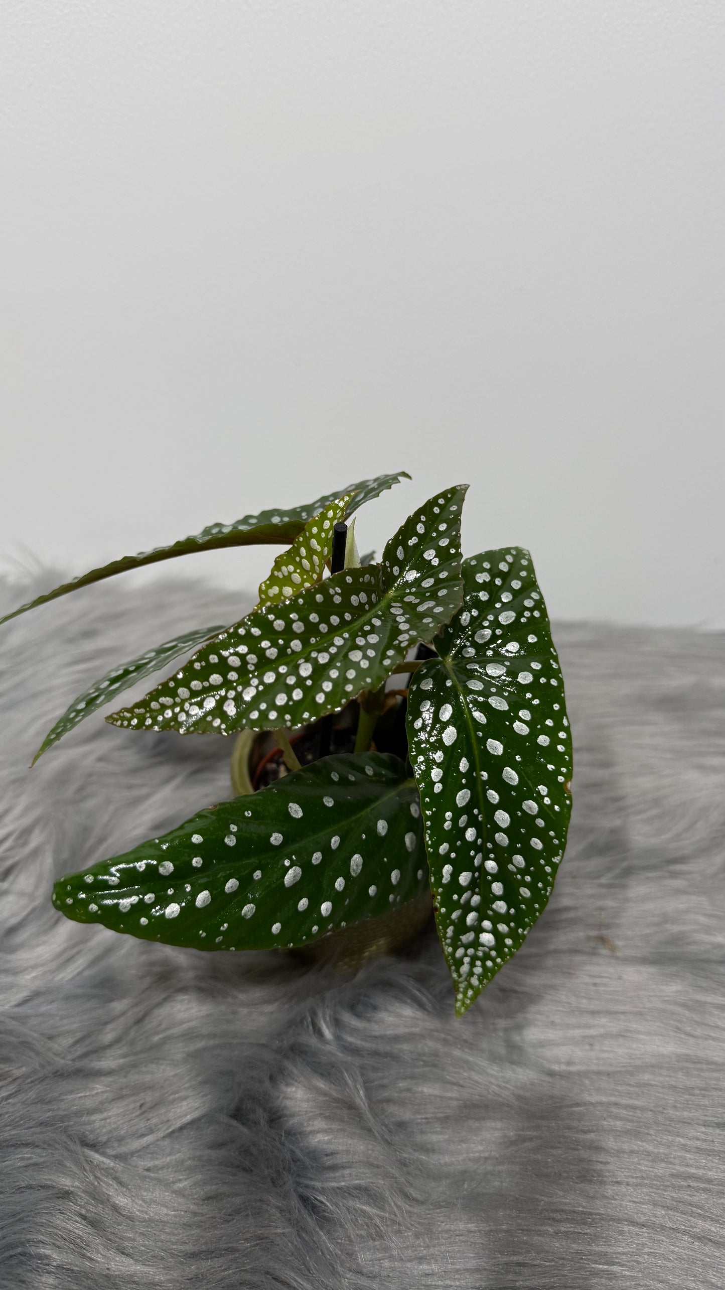 Begonia Angel Wings 2