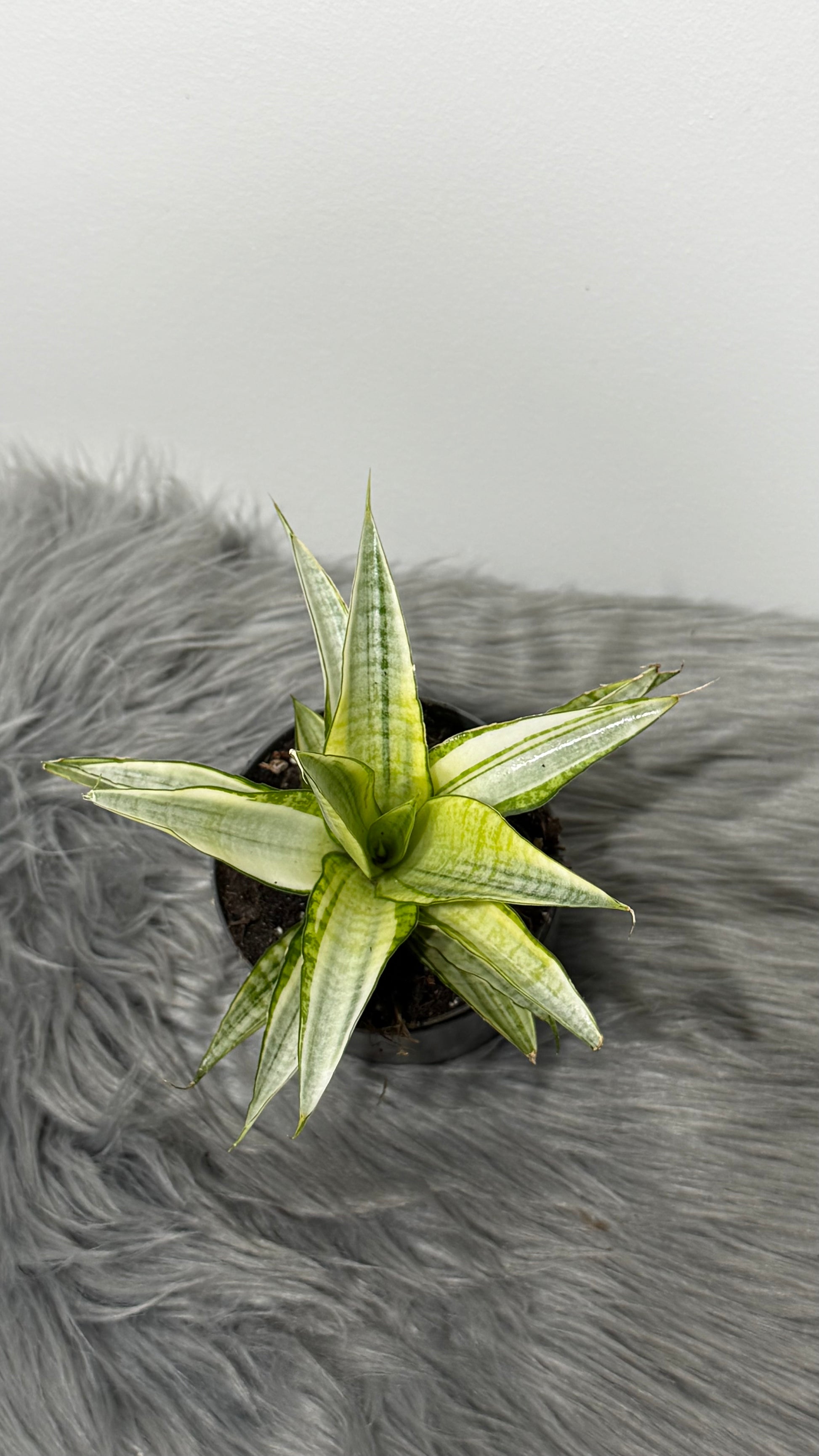 danish crown snake plant Sansevieria Gabriella Crown – www.augi-plants.lv