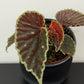 Begonia darthvaderiana Green Spots