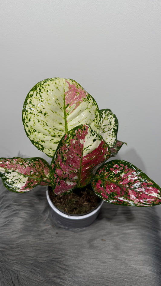 Aglaonema 6