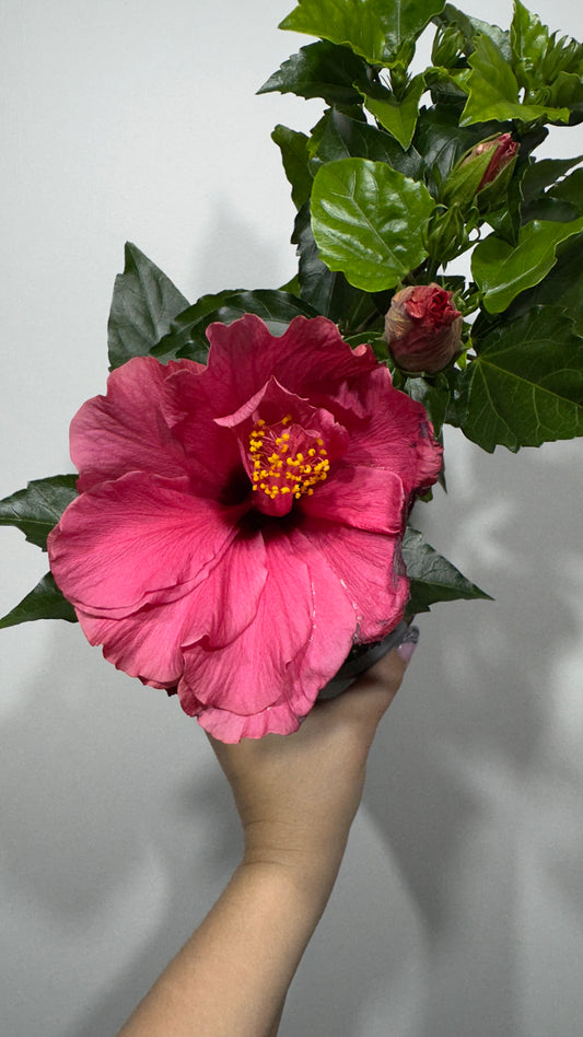 Hibiscus rose