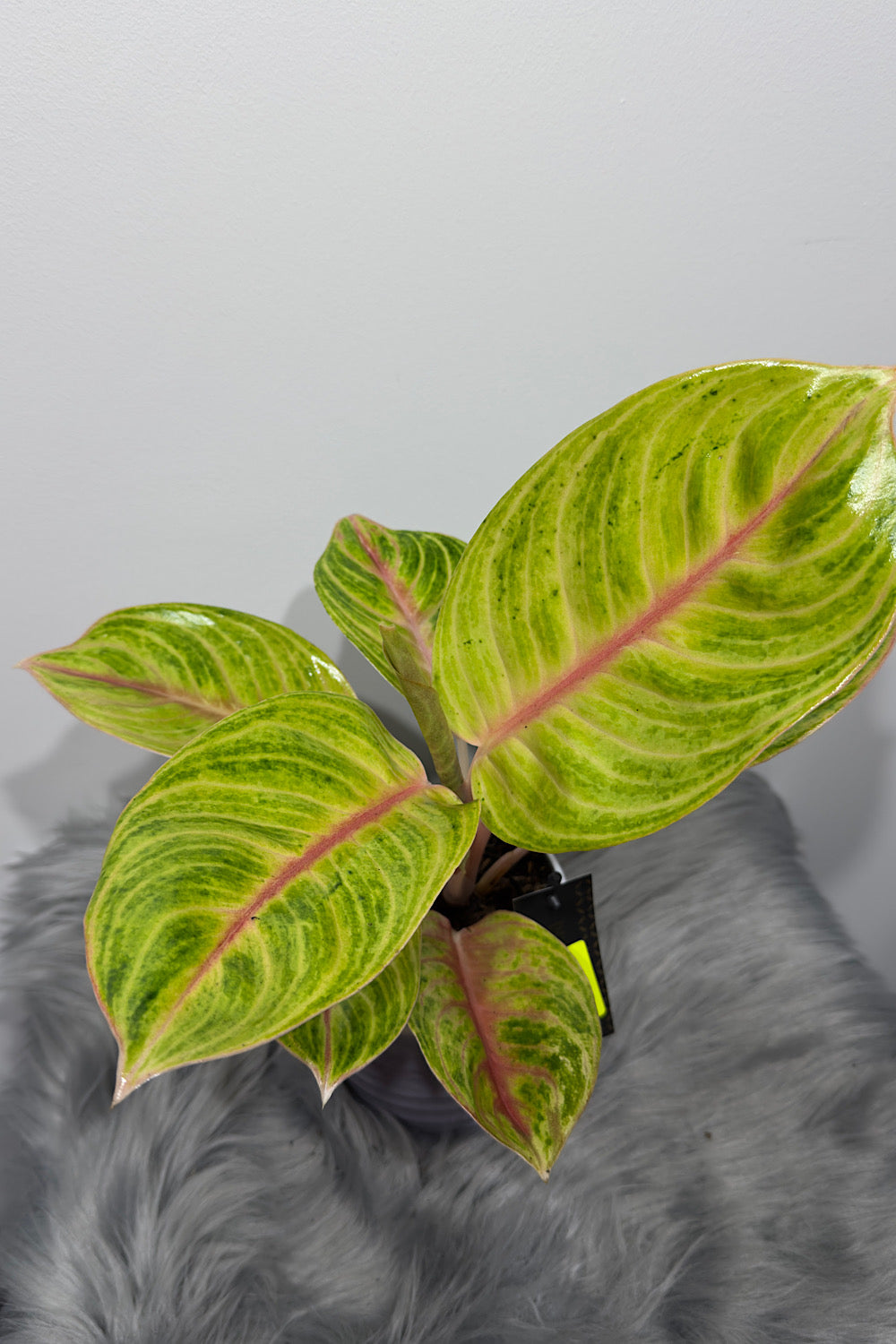Aglaonema 13