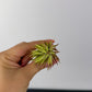 Tillandsia Air plant 7