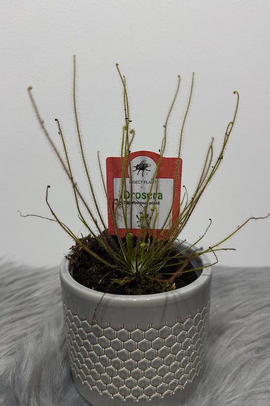 Mušķērājs Drosera 3