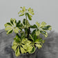 Schefflera Janine