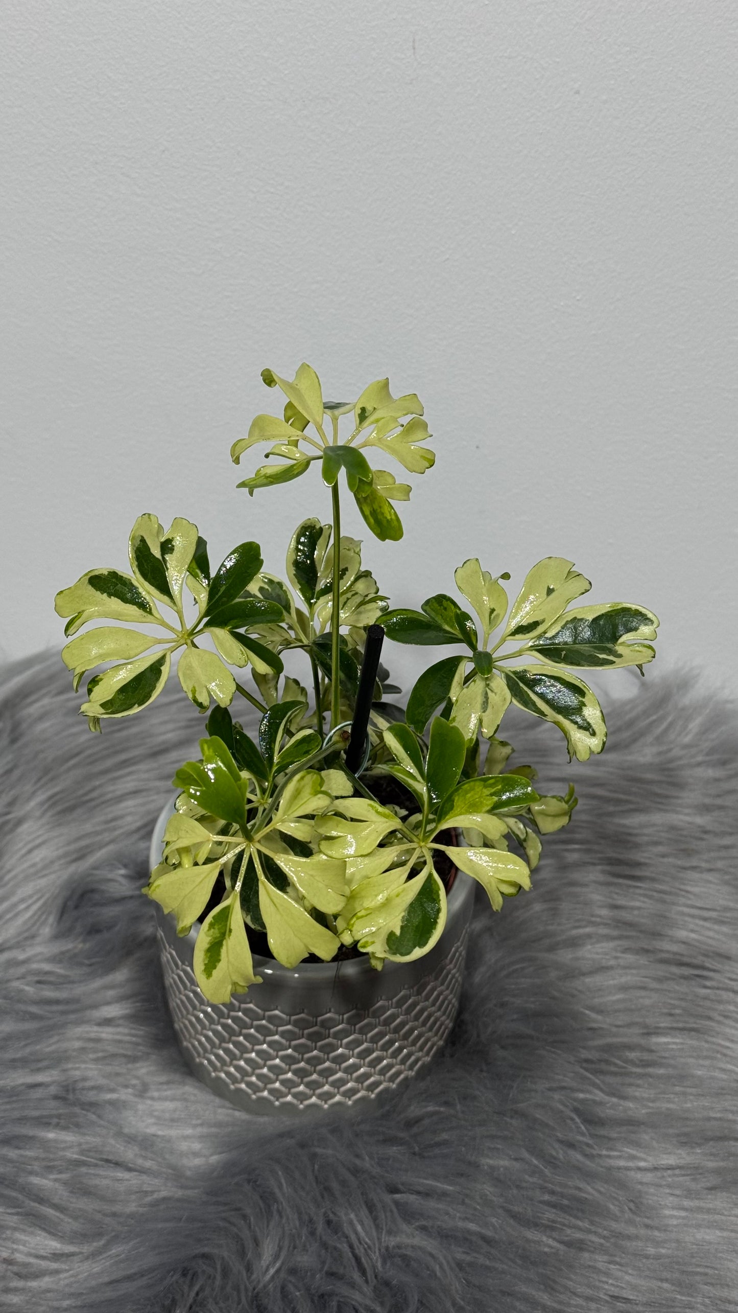 Schefflera Janine