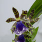 Orhideja Zygopetalum Louisendorf SMARŽO!