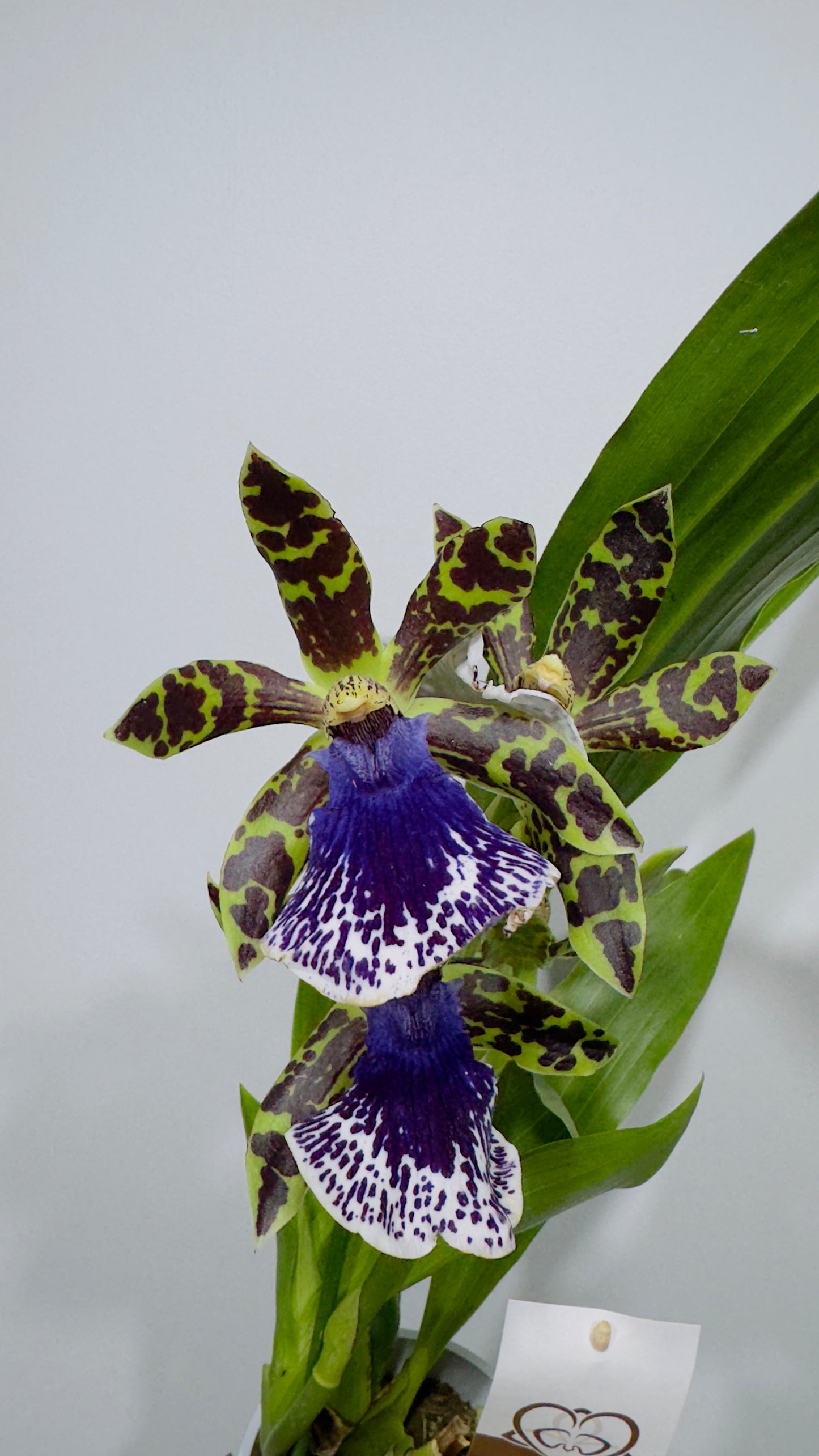 Orhideja Zygopetalum Louisendorf SMARŽO!