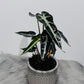Alocasia Bambino Arrow