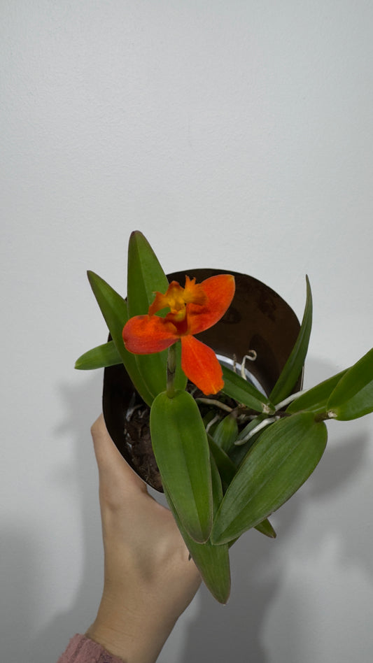 Orhideja Epidendrum 4