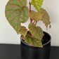 Begonia sp Muara Wahau