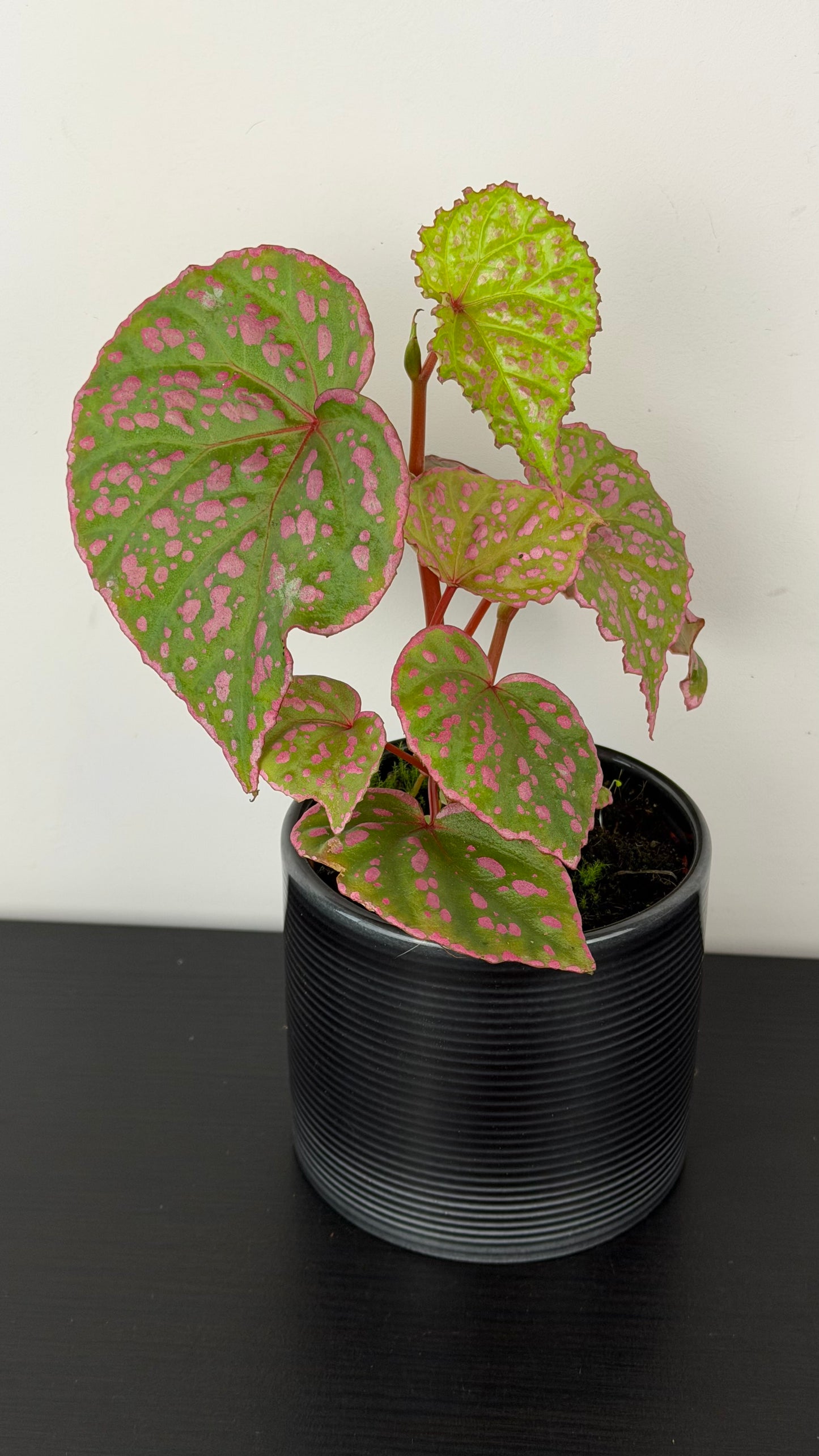 Begonia sp Muara Wahau