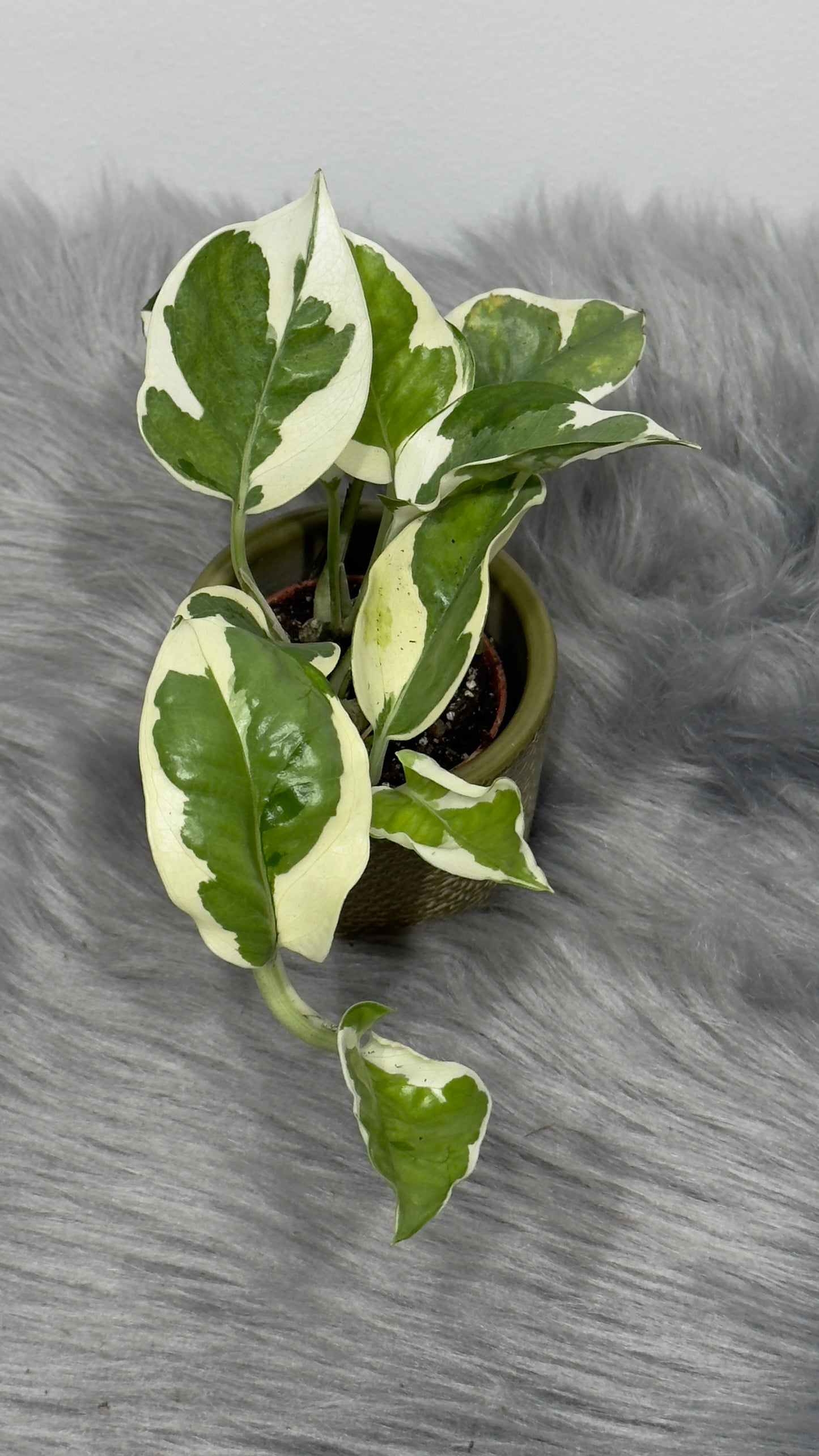 Epipremnum N’Joy